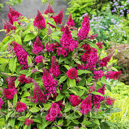 Будлея давида Літл Рубі / С3 / Buddleja davidii Little Ruby, фото 1