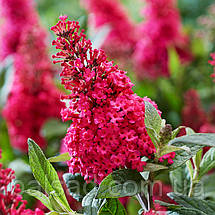 Будлея давида Літл Рубі / С3 / Buddleja davidii Little Ruby, фото 3