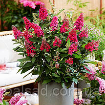 Будлея давида Літл Рубі / С3 / Buddleja davidii Little Ruby, фото 4