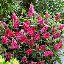 Будлея давида Літл Рубі / С3 / Buddleja davidii Little Ruby, фото 6