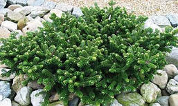 Ялиця корейська Oberon 2 річна, Пихта корейская Оберон, Abies koreana Oberon, фото 5