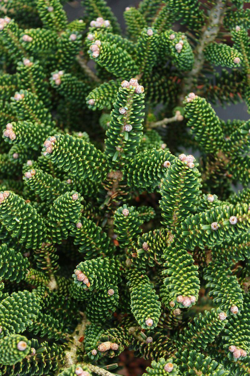 Ялиця корейська Oberon 2 річна, Пихта корейская Оберон, Abies koreana Oberon