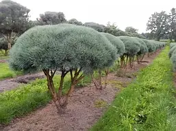 Сосна звичайна Watereri 3річна, Сосна обыкновенная Ватерери, Pinus sylvestris Watereri, фото 6