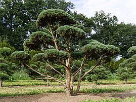 Сосна звичайна Watereri 3річна, Сосна обыкновенная Ватерери, Pinus sylvestris Watereri, фото 4
