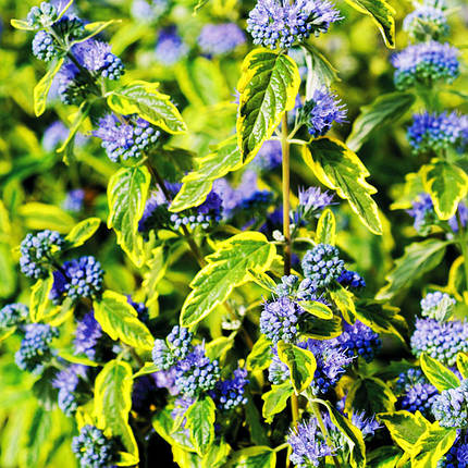 Каріоптеріс Саммер Сорбет / С2 / Caryopteris Summer Sorbet, фото 1