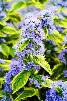 Каріоптеріс Саммер Сорбет / С2 / Caryopteris Summer Sorbet, фото 3