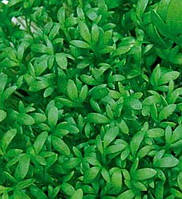 Семена кресс-салата Ажур, пакет, 100г