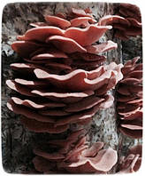 Міцелій гриба, 10г, Глива рожева