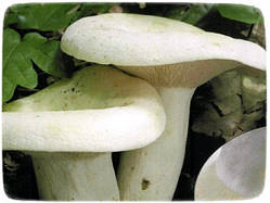 Міцелій гриба, 10г, Груздь Справжній
