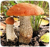 Міцелій гриба, 10г, Подосиновик звичайний