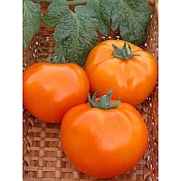 Семена томата Хурма (ТМ "Элитный Ряд") 30 семян детерминантный, ранний (100-110 дней), оранжевый, круглый