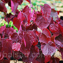 Церцис канадський Форест Пансі / h 175-200 / Cercis Forest Pansy, фото 5