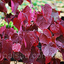 Церцис канадський Форест Пансі / h 150-175 / Cercis Forest Pansy, фото 2