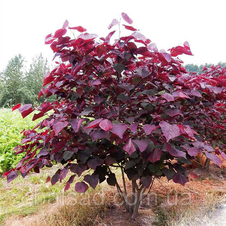 Церцис канадський Форест Пансі / h 175-200 / Cercis Forest Pansy