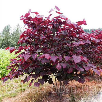 Церцис канадський Форест Пансі / h 175-200 / Cercis Forest Pansy, фото 1