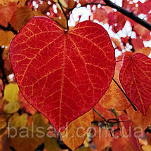 Церцис канадський Форест Пансі / h 150-175 / Cercis Forest Pansy, фото 3