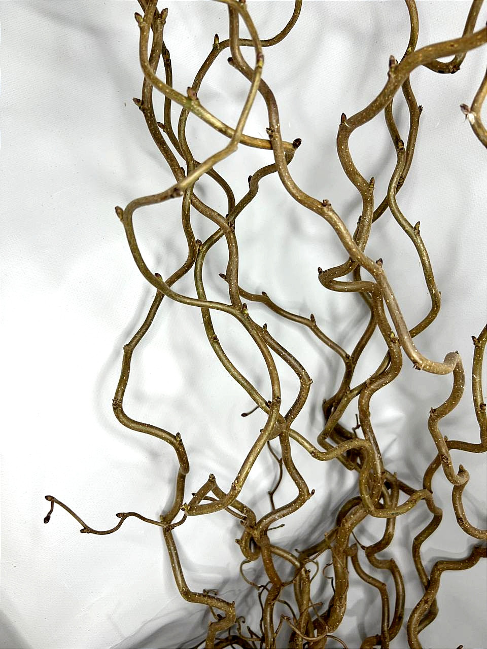 Гілки декоративні Корилус натуральний (ID#1456543328), ціна: 95 ...