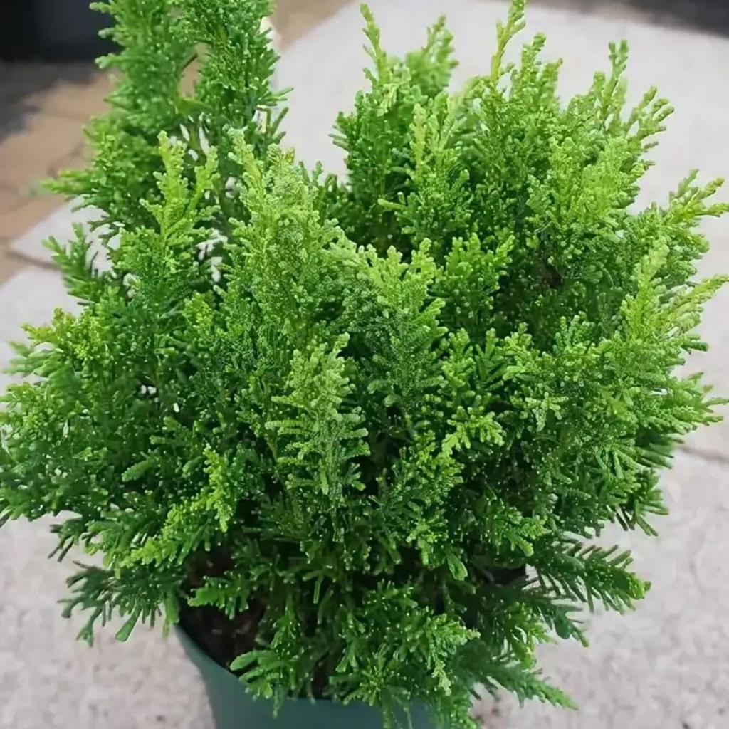 Саджанці Кипарисовика тупого Драс/Драхт (Chamaecyparis obtusa Drath) Р9