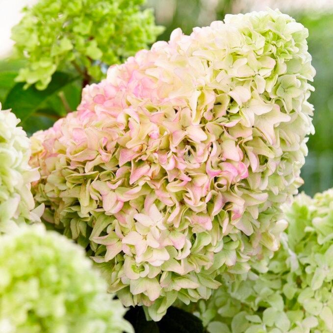 Саджанці Гортензії волотистої Меджікал Андес (Hydrangea paniculata Magical Andes) P9