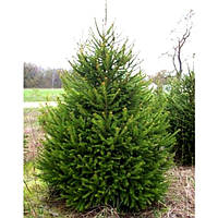 Ель европейская Abies (высота 220-250 см)