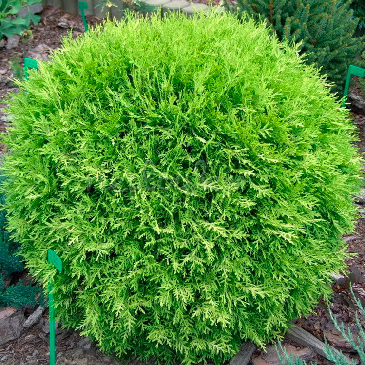 Саджанці Туї західної Селена (Thuja occidentalis Selena) Р9