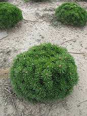 Сосна гірська Benjamin 3 річна, Сосна горная Бенжамин, Pinus mugo Benjamin, фото 4