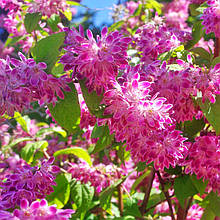 Дейція гібридна Строберрі Філдс / Deutzia Strawberry Fields
