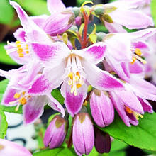 Дейція Розпберрі Сандей / Deutzia Raspberry Sundae