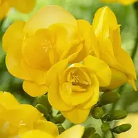 Фрезия Double Yellow Желтый Луковицы 5шт. Florium