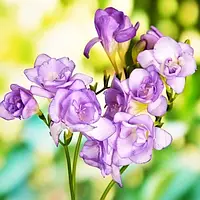 Фрезия Double Purple Фиолетовый Луковицы 5шт. Florium