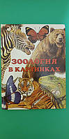 Зоология в картинках книга б/у