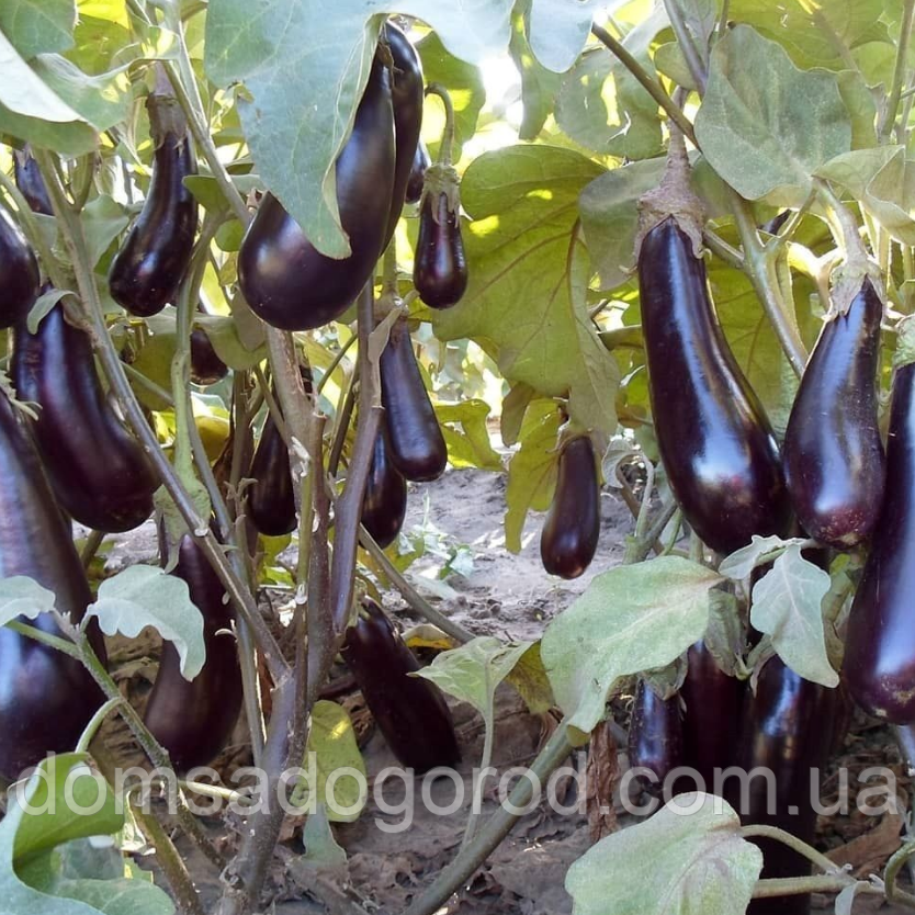 Баклажан KS 5070 F1 | KS 5070 F1 Kitano Seeds 100 шт