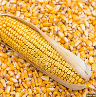 Цьогоріч аграрії скоротять посівні площі під кукурудзу — Сольський