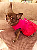 Плаття для собаки, кошки Принцесска". Одяг для собак, кішок, фото 9