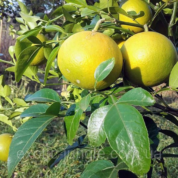 Цитрумело-Свингл (Citrumelo "Swingle") до 20 см. (Укорочений, сінець)