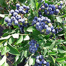 Лохина Блюкроп / 3 роки / Vaccinium corymbosum Bluecrop