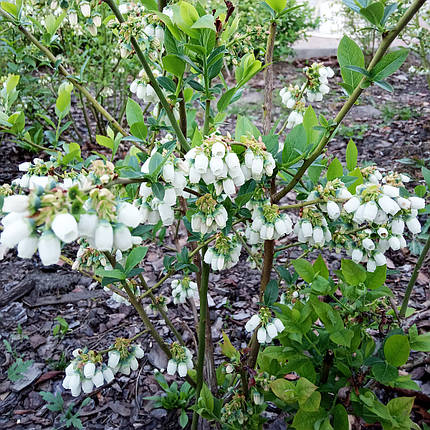 Лохина Блюкроп / 2 роки / Vaccinium corymbosum Bluecrop, фото 2