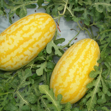 Жако F1 (PL 6003) насіння кавуна жовтого (500 нас.) Asia Seed