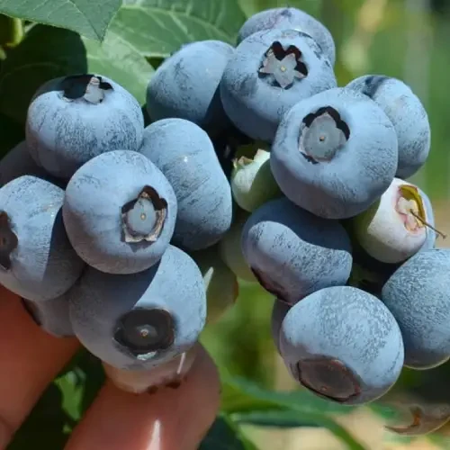 Голубика "Нельсон", фото 1