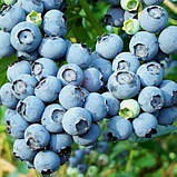 Голубика (чорниця садова) "Гурон" (Huron) (середній термін дозрівання, сорт самозапилюється), фото 2