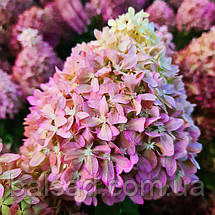 Гортензія волотиста Піксіо / С3 / Hydrangea paniculata Pixio, фото 4