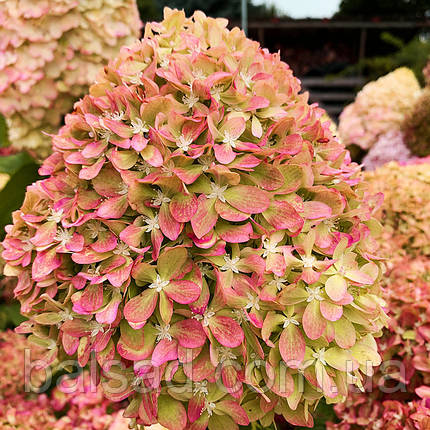 Гортензія волотиста Піксіо / С3 / Hydrangea paniculata Pixio, фото 1