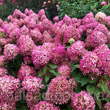 Гортензія волотиста Піксіо / С3 / Hydrangea paniculata Pixio, фото 3