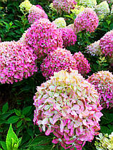 Гортензія волотиста Піксіо / С3 / Hydrangea paniculata Pixio, фото 5