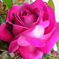 Роза Chartreuse de Parme (Шартрёз дэ Парм)