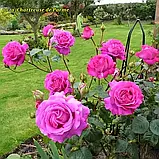 Троянда Chartreuse de Parme (Шартрёз дэ Парм), фото 4