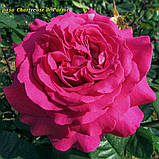 Троянда Chartreuse de Parme (Шартрёз дэ Парм), фото 2