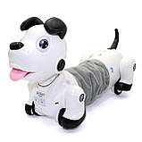 Іграшковий Собака на радіоуправлінні Shantou Jinxing Такса білий інтерактивний 35*20*14 см (777-603), фото 2