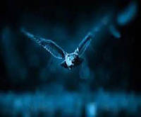 Алмазная мозаика Птицы. Ночная птица, 30х40см, холст на подрамнике, Dreamtoys (Y0038)