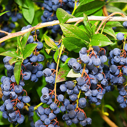 Саджанці лохини Патріот / 2 роки / Vaccinium corymbosum Patriot, фото 2